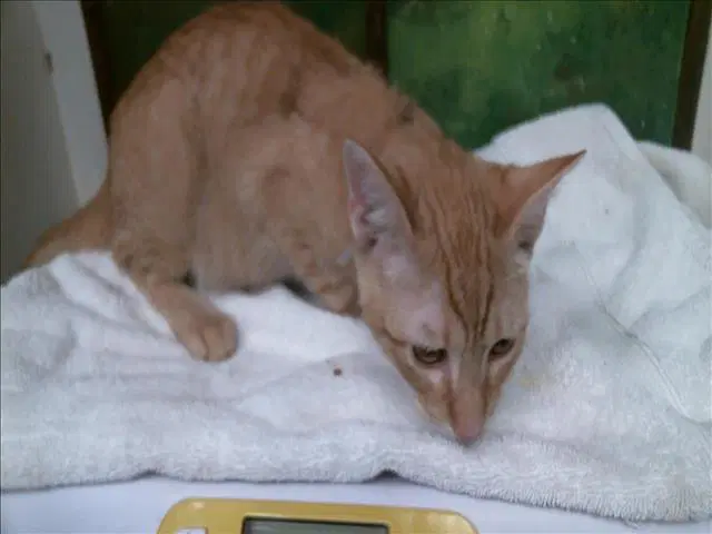 Kinder - Domestic Short Hair