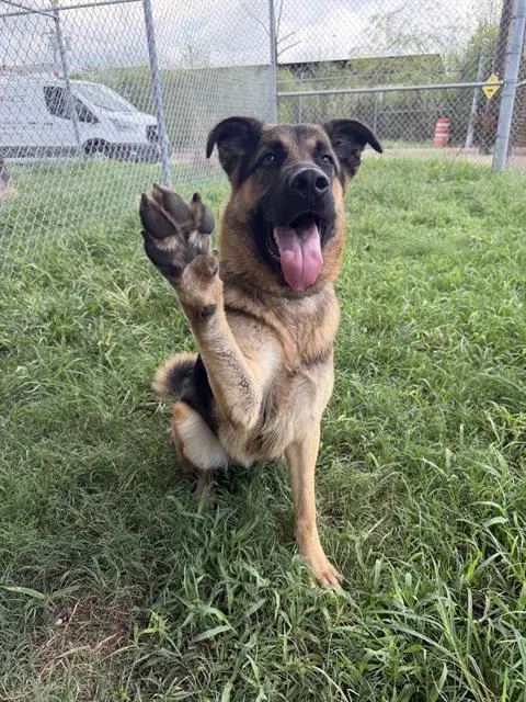 Chase - German Shepherd Dog