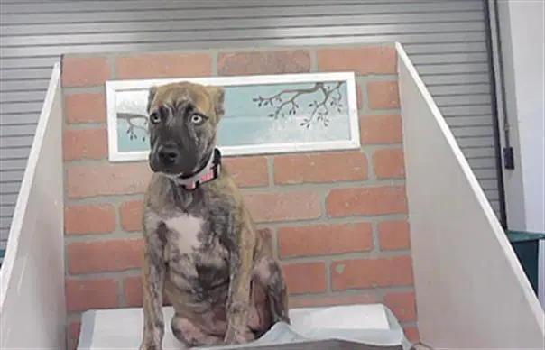 Stormy - Staffordshire Bull Terrier