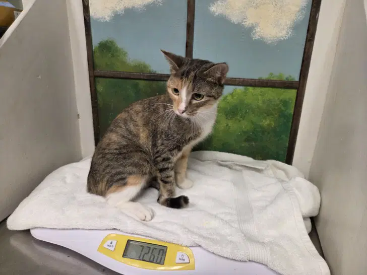 Florgato - Domestic Short Hair