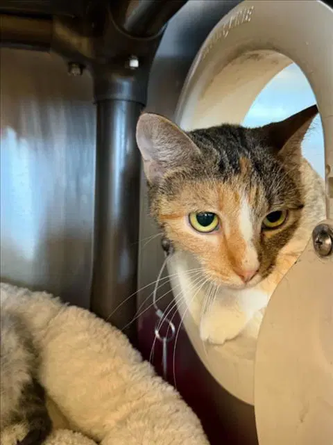 Florgato - Domestic Short Hair