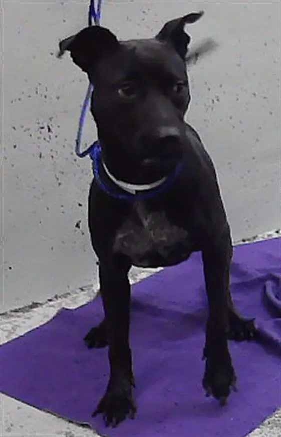Lilly - Staffordshire Bull Terrier