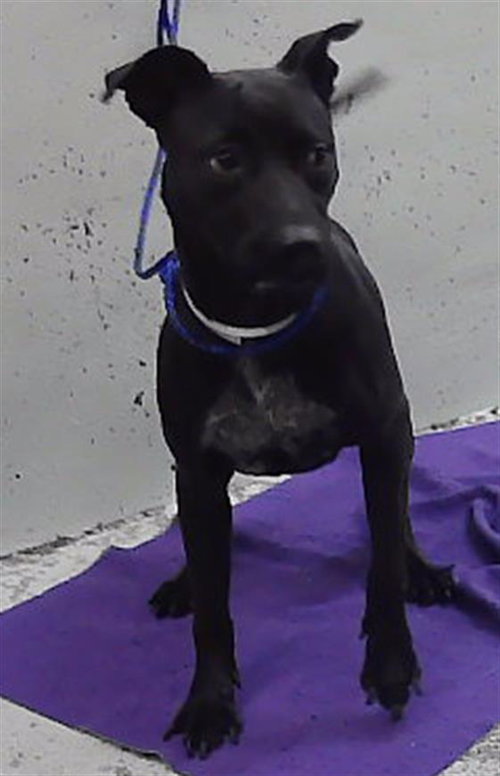 LILLY, a dog for adoption from City of Houston, Bureau of Animal Regulation and Care
