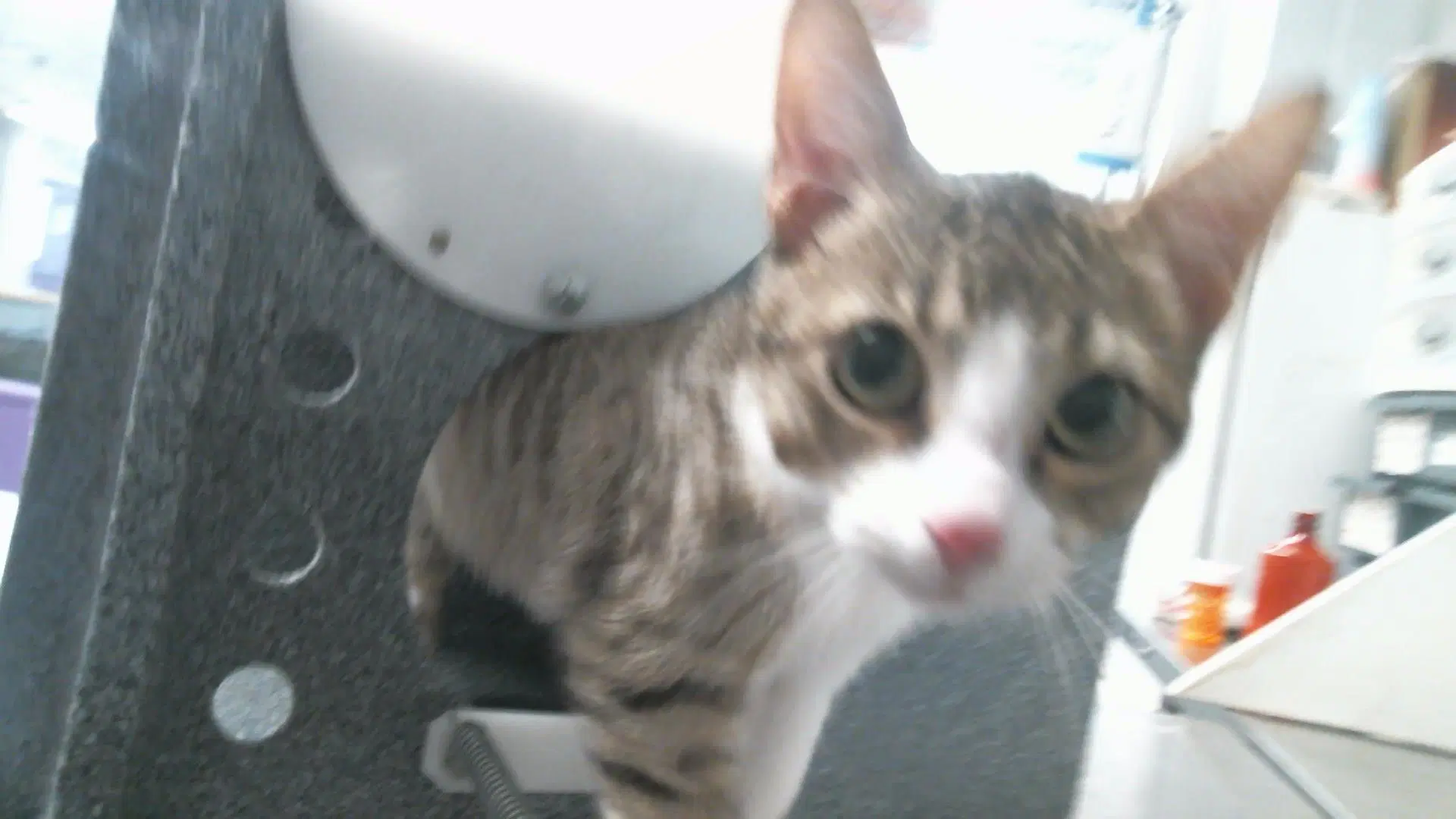 Bonnie - Domestic Short Hair