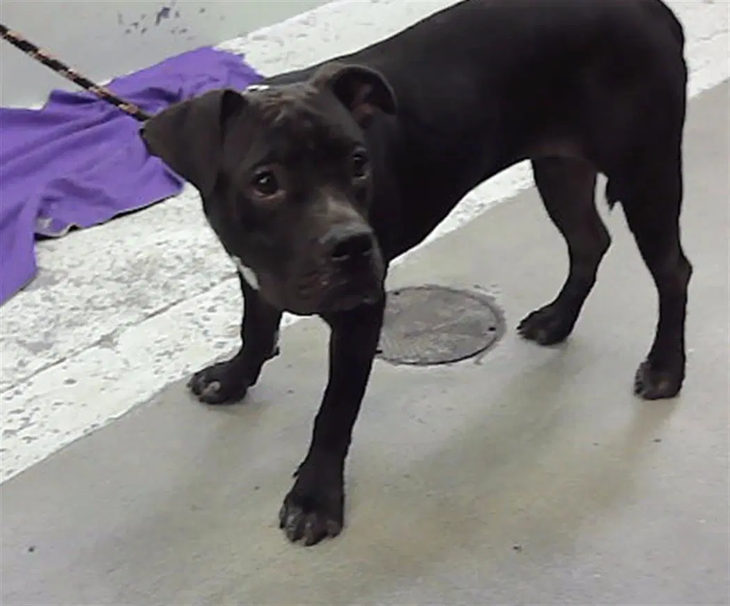 Magda - Staffordshire Bull Terrier