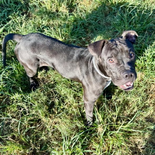 MAGDA, a dog for adoption from City of Houston, Bureau of Animal Regulation and Care