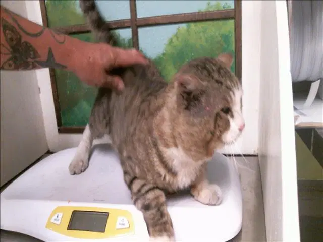 Mr Sweet - Domestic Short Hair