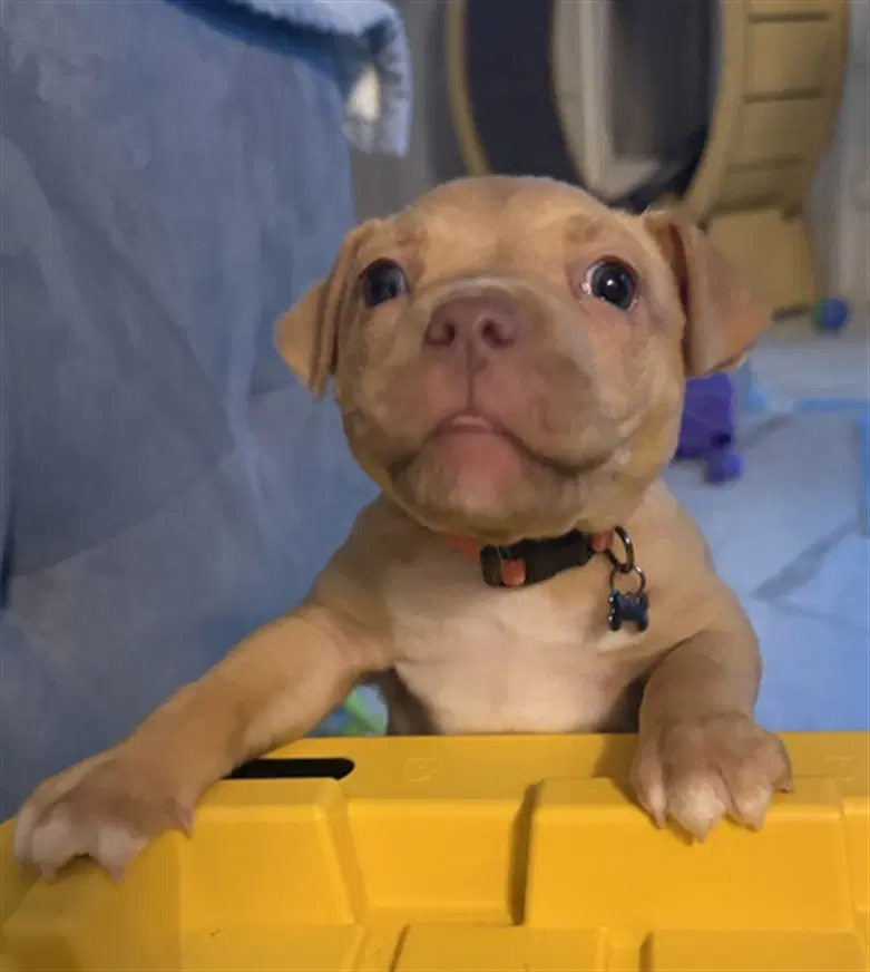 Unknown - Staffordshire Bull Terrier