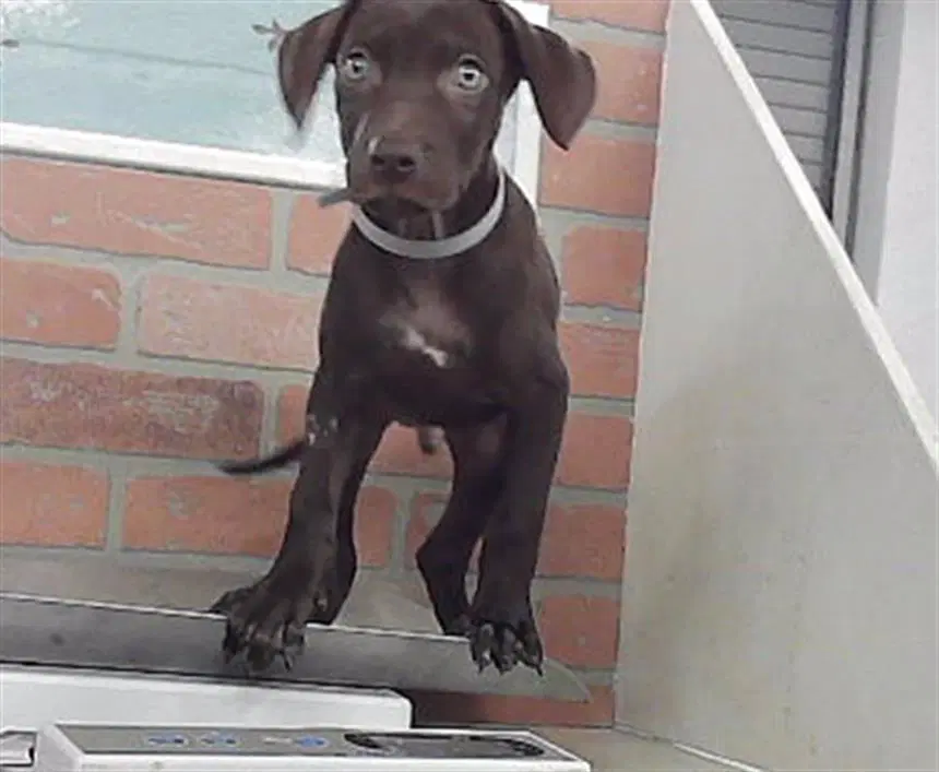 Unknown - Labrador Retriever