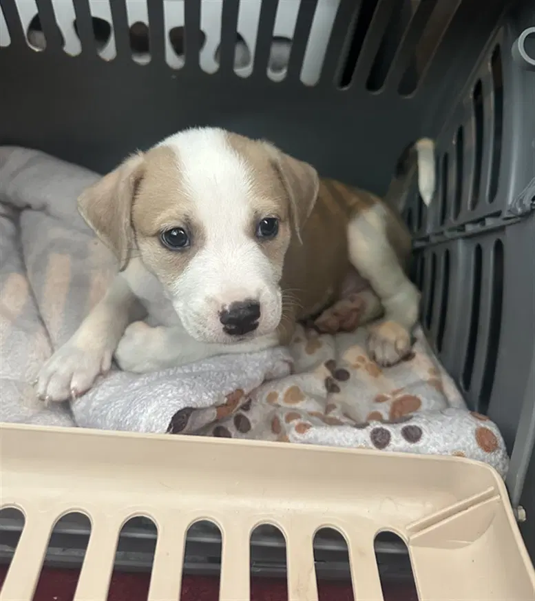 Tonka - Labrador Retriever