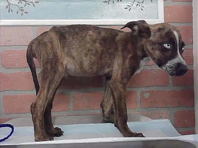 Unknown - Staffordshire Bull Terrier