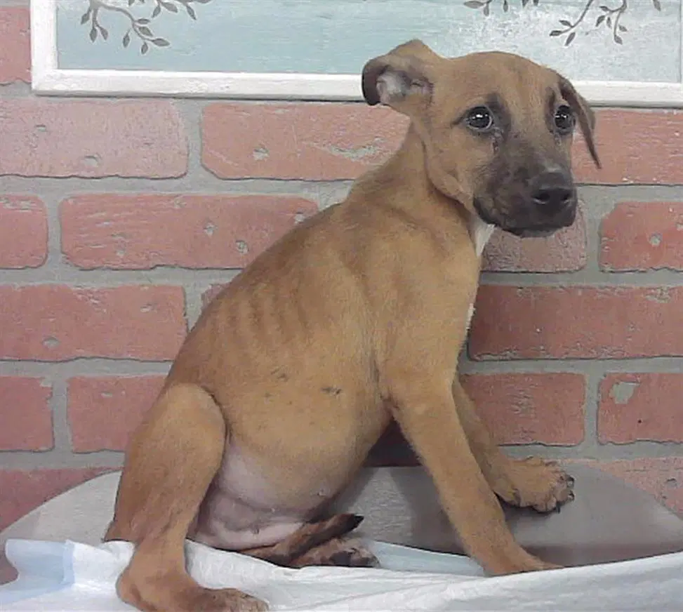 Unknown - Staffordshire Bull Terrier