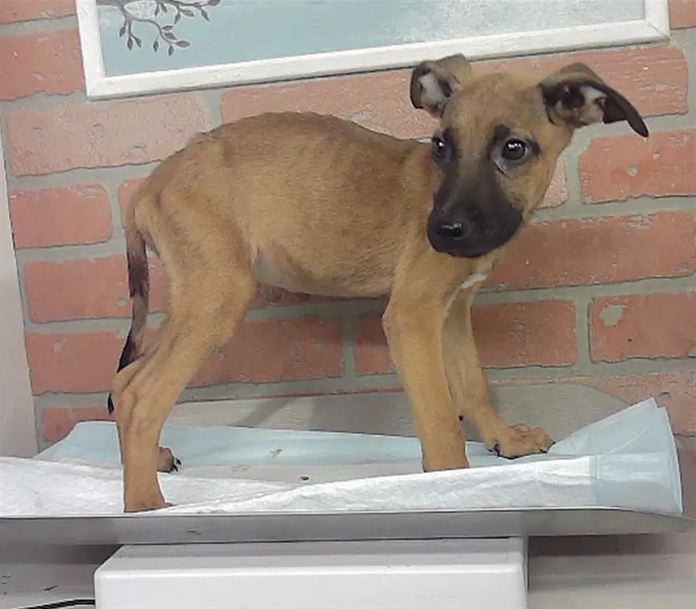 Unknown - Staffordshire Bull Terrier
