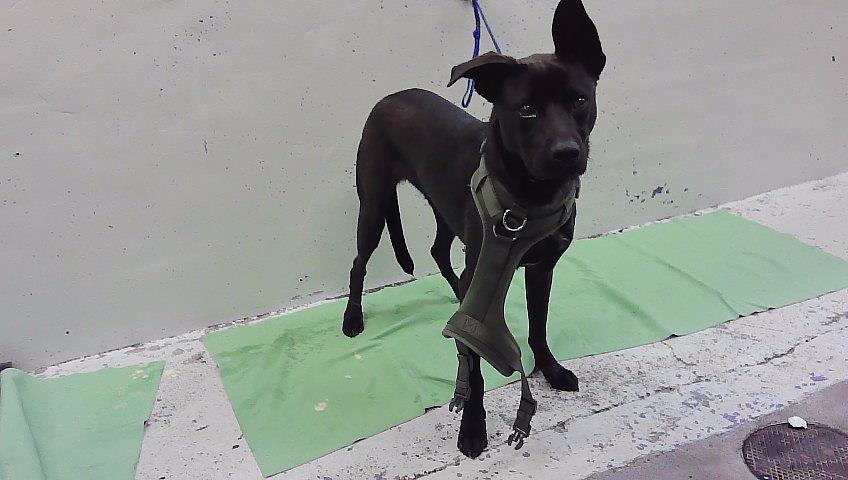 Koda