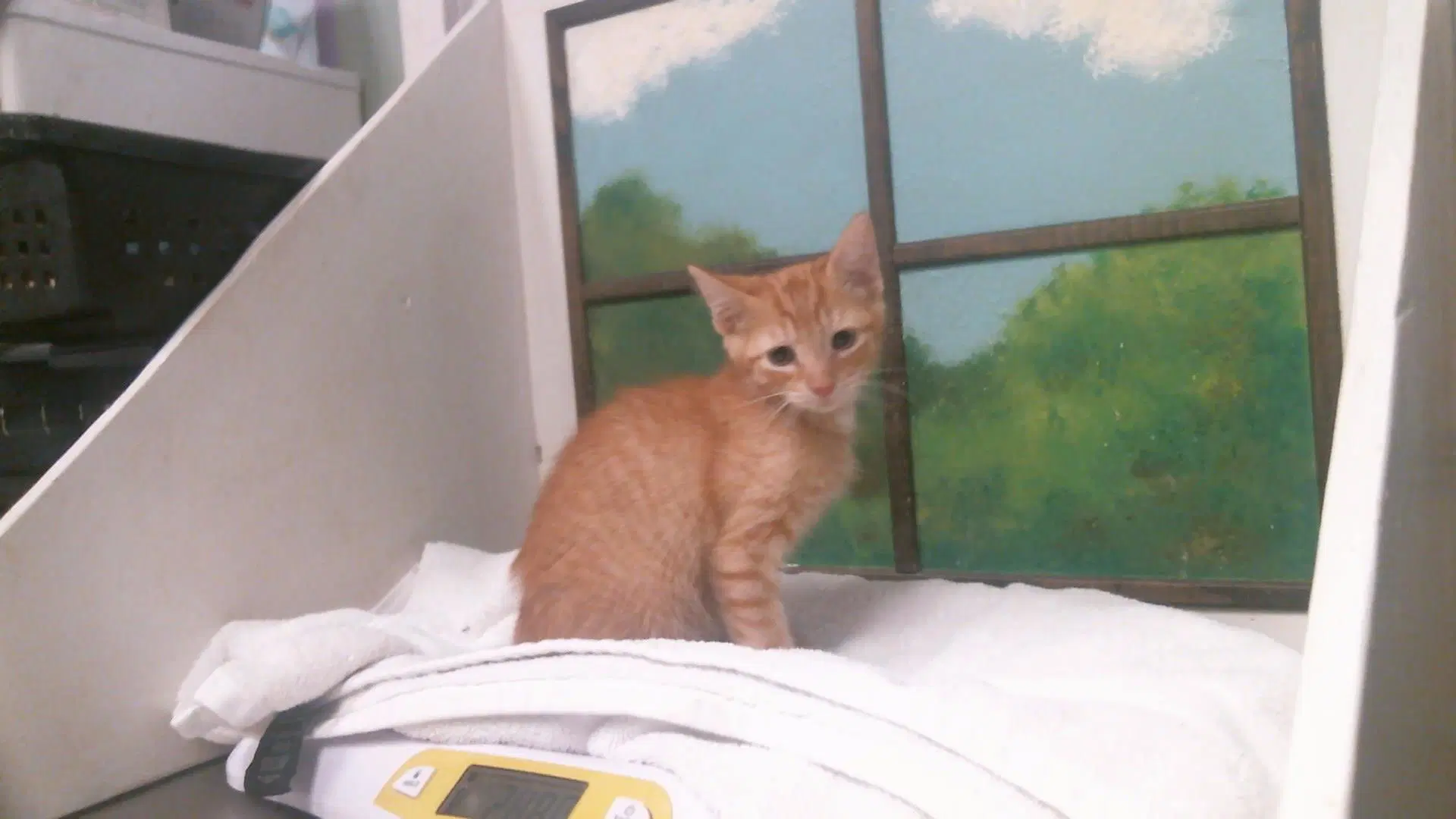 Oakley - American Shorthair