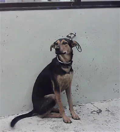 Ned - German Shepherd Dog