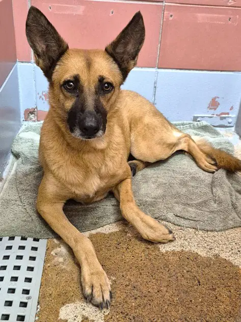 Unknown - German Shepherd Dog