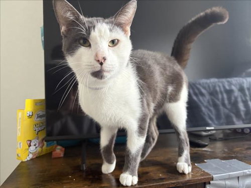 MR.RIME, a cat for adoption from City of Houston, Bureau of Animal Regulation and Care
