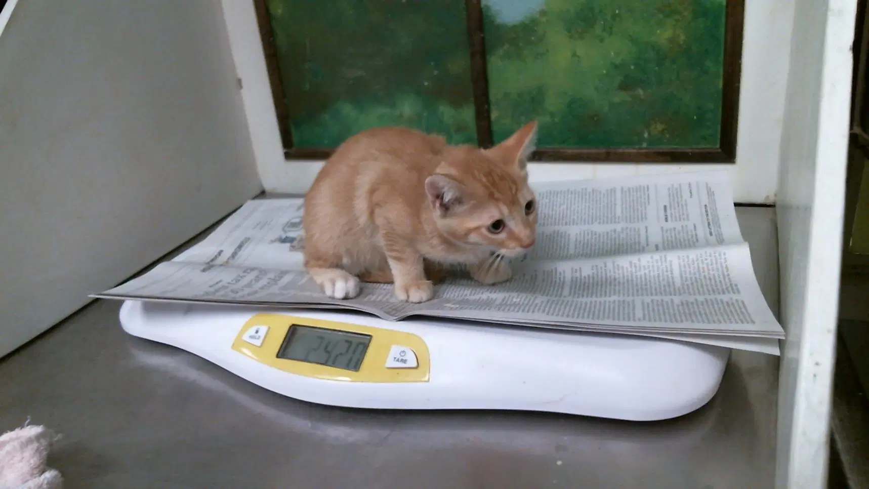 Unknown - Domestic Short Hair