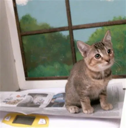 Unknown - Domestic Short Hair