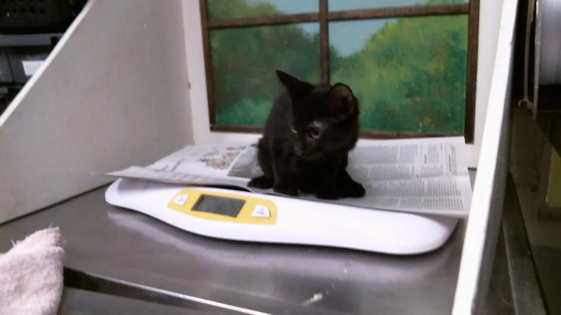 Unknown - Domestic Short Hair