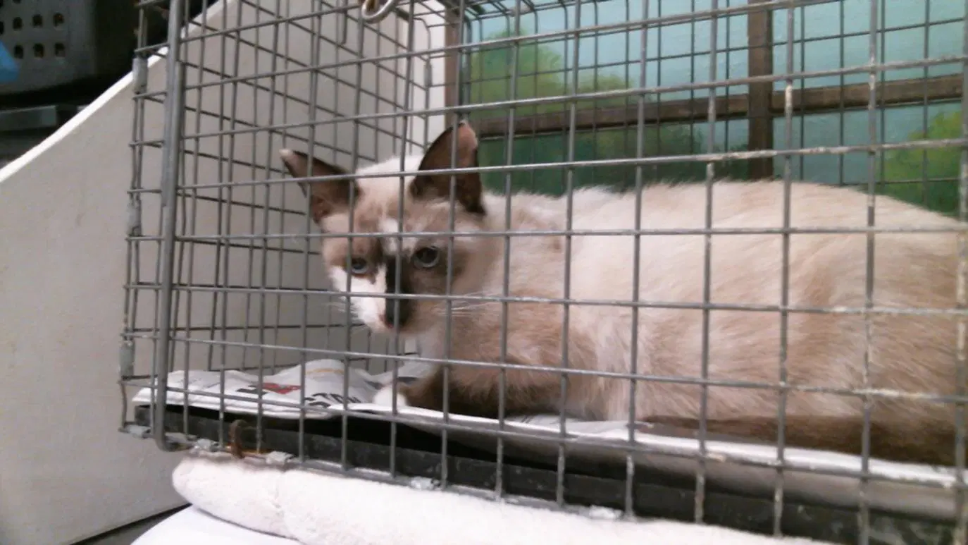 Unknown - Siamese