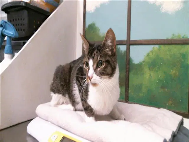 Princess - Domestic Short Hair