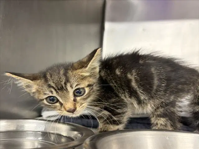 Unknown - Domestic Short Hair