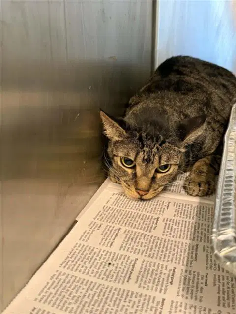 Larson - Domestic Short Hair