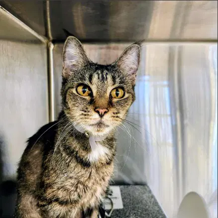 Karen - Domestic Short Hair