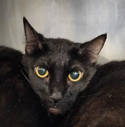 Leia - Domestic Short Hair