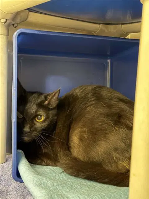 Lisa Marie - Domestic Short Hair