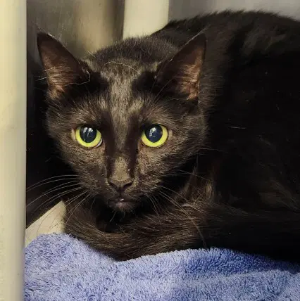 Lisa Marie - Domestic Short Hair