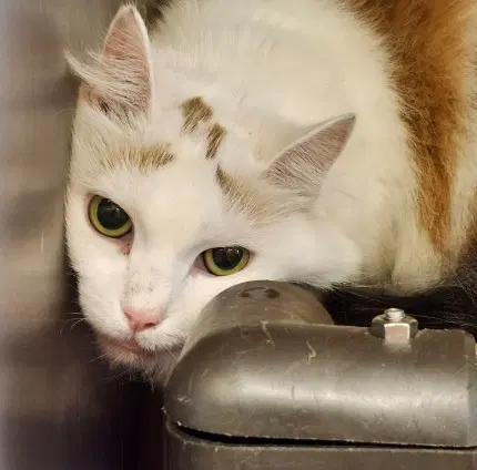 Sasha - Domestic Short Hair
