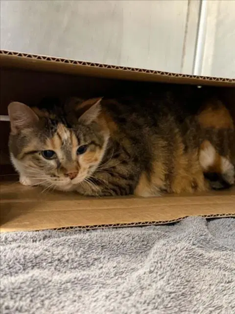 Layla - Domestic Short Hair