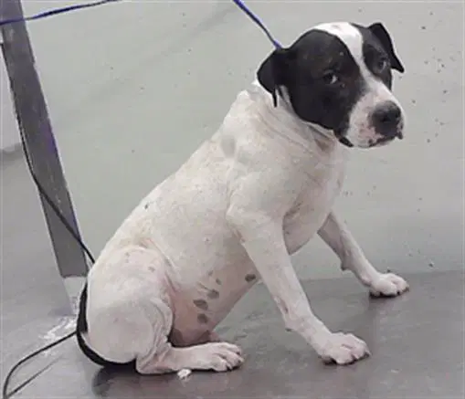 Spotty - Staffordshire Bull Terrier