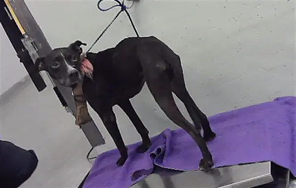 Gatsby - Staffordshire Bull Terrier