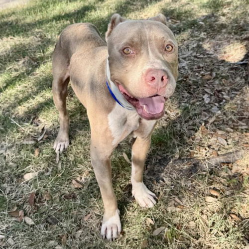 HOUSTON, a dog for adoption from City of Houston, Bureau of Animal Regulation and Care