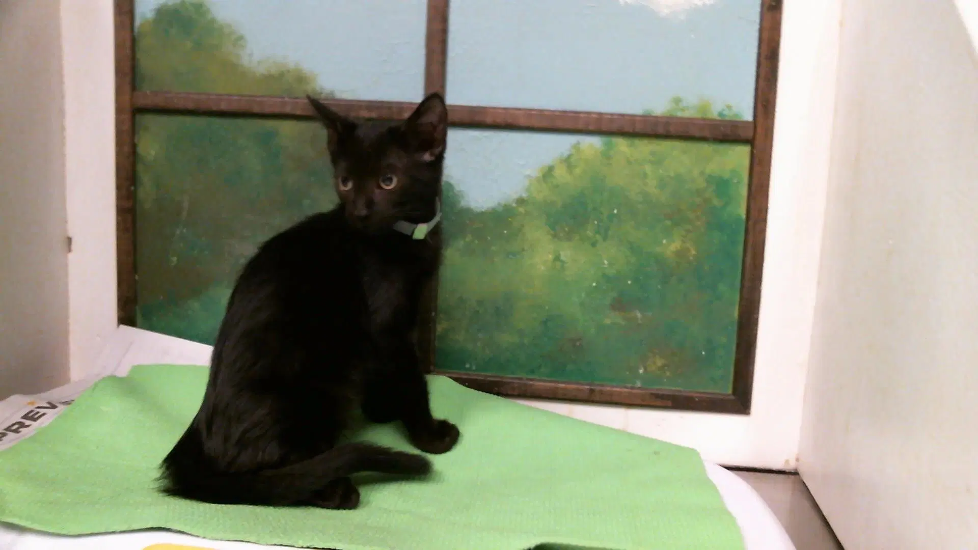 Momo - Domestic Short Hair