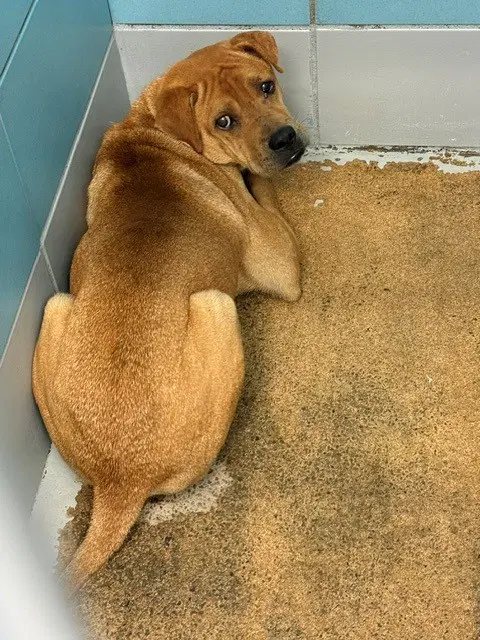 Unknown - Chinese Shar-Pei