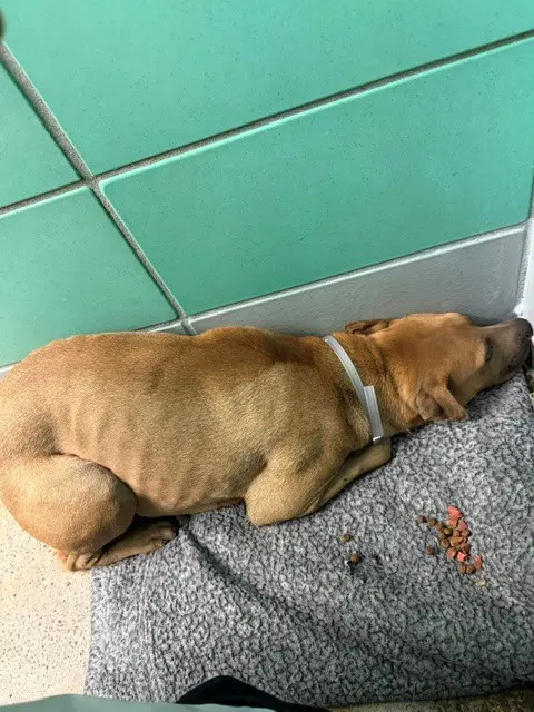 Unknown - Staffordshire Bull Terrier