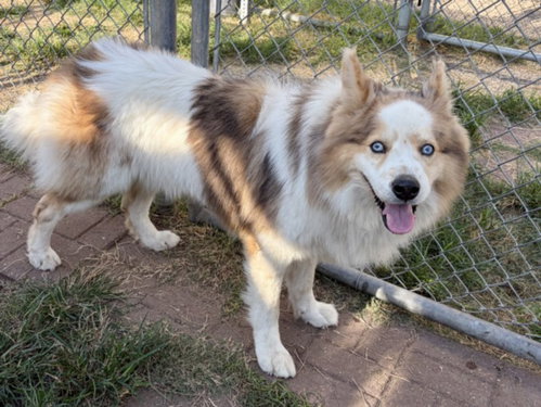 WILL, a dog for adoption from City of Houston, Bureau of Animal Regulation and Care