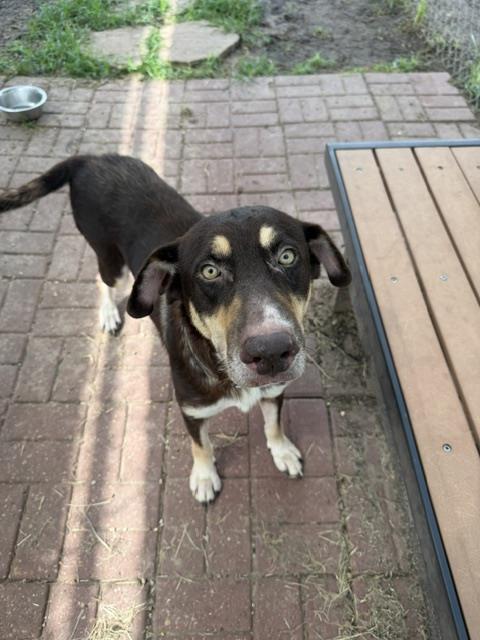 DOTTIE, a dog for adoption from City of Houston, Bureau of Animal Regulation and Care