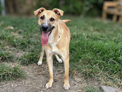 GLENN, a dog for adoption from City of Houston, Bureau of Animal Regulation and Care