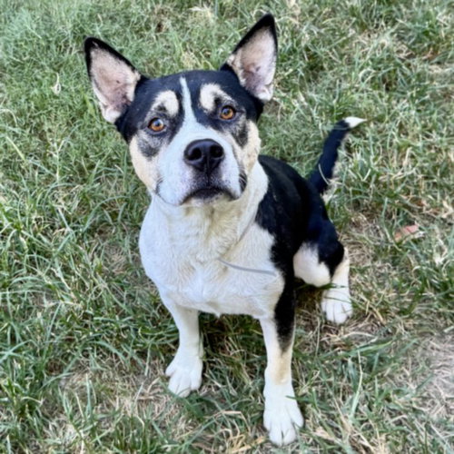 TYKO, a dog for adoption from City of Houston, Bureau of Animal Regulation and Care