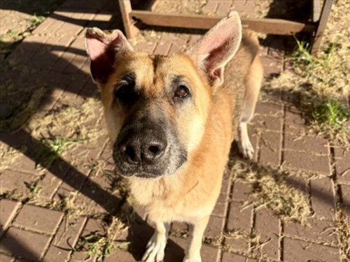 TATY, a dog for adoption from City of Houston, Bureau of Animal Regulation and Care