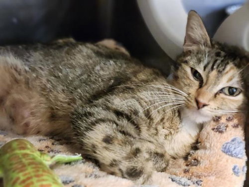 EEVEE, a cat for adoption from City of Houston, Bureau of Animal Regulation and Care