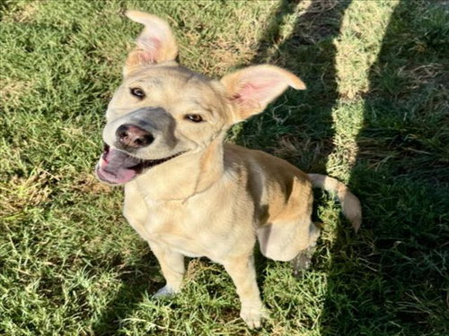 ARLO, a dog for adoption from City of Houston, Bureau of Animal Regulation and Care