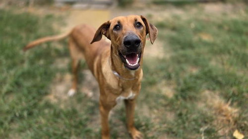 SIR DAVIS, a dog for adoption from City of Houston, Bureau of Animal Regulation and Care