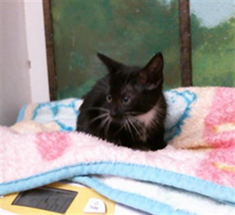 HERSHEY, a cat for adoption from City of Houston, Bureau of Animal Regulation and Care